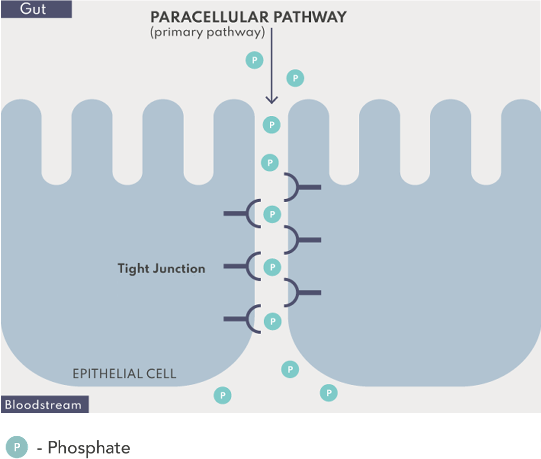 Image: Graphic of phosphate absorption through the paracellular pathway