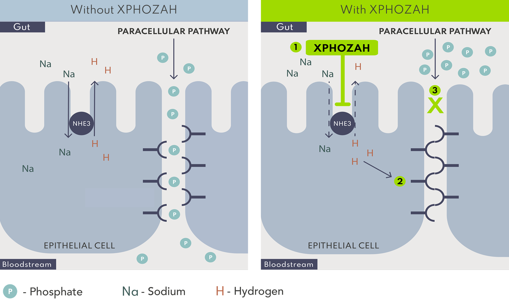 Image: Graphic of XPHOZAH Mechanism of Action
